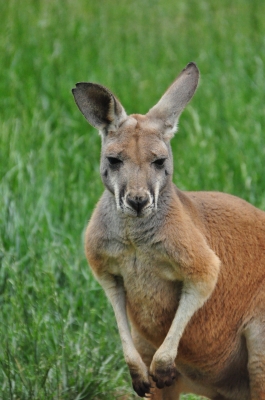 כלכלה בפוקוס: אוסטרליה: kangaroo stock